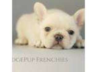 French Bulldog Puppy for sale in Skiatook, OK, USA