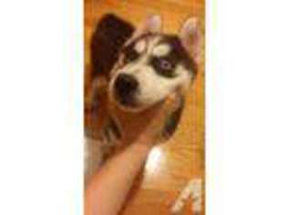 Siberian Husky Puppy for sale in FLUSHING, NY, USA