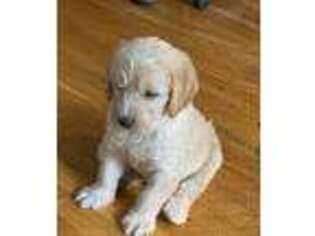 Labradoodle Puppy for sale in Appomattox, VA, USA