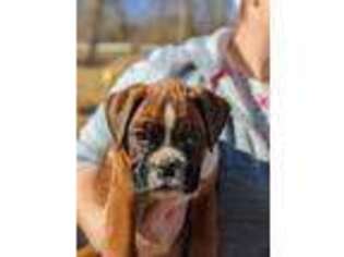 Boxer Puppy for sale in Pine Grove, PA, USA