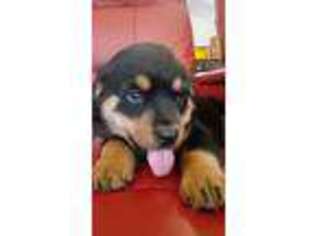 Rottweiler Puppy for sale in Placerville, CA, USA