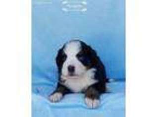 Bernese Mountain Dog Puppy for sale in Franklin, TN, USA