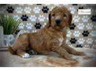 Goldendoodle Puppy for sale in Columbus, OH, USA