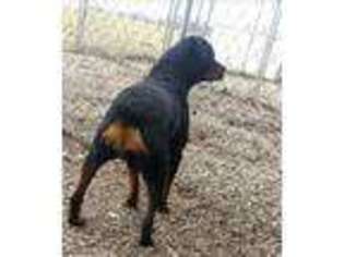 Rottweiler Puppy for sale in Jamesport, MO, USA