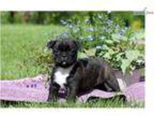 Buggs Puppy for sale in Lancaster, PA, USA