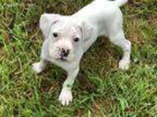 Boxer Puppy for sale in Fredericksburg, VA, USA