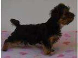 Yorkshire Terrier Puppy for sale in Merlin, OR, USA