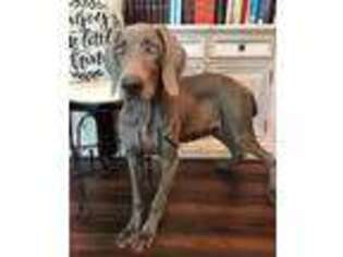Weimaraner Puppy for sale in West Plains, MO, USA