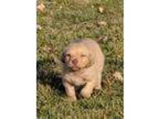 Chesapeake Bay Retriever Puppy for sale in Lincoln, IL, USA