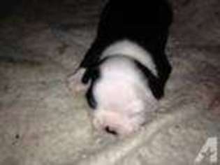 Boston Terrier Puppy for sale in LEOMINSTER, MA, USA