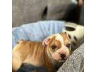 Bulldog Puppy for sale in Eolia, MO, USA