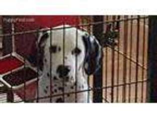 Dalmatian Puppy for sale in Rudy, AR, USA