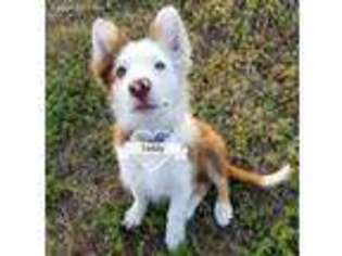 Border Collie Puppy for sale in Loxahatchee, FL, USA