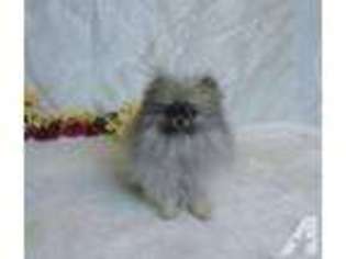 Pomeranian Puppy for sale in GLADSTONE, OR, USA