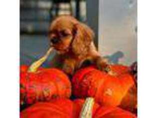 Cavalier King Charles Spaniel Puppy for sale in Marengo, IL, USA
