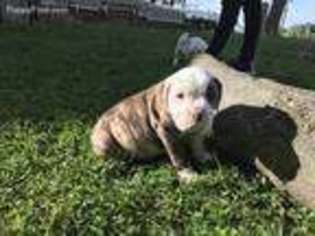 Olde English Bulldogge Puppy for sale in Baltimore, MD, USA