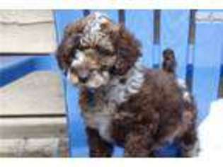 Labradoodle Puppy for sale in Charleston, SC, USA