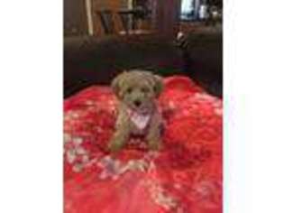 Mutt Puppy for sale in Manorville, NY, USA