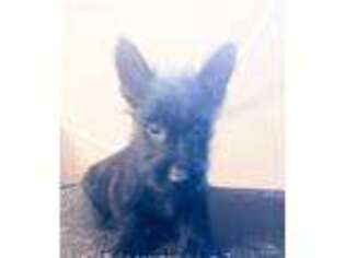Scottish Terrier Puppy for sale in Ossian, IN, USA