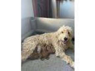 Goldendoodle Puppy for sale in Vallejo, CA, USA