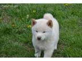 Shiba Inu Puppy for sale in Lawrence, KS, USA