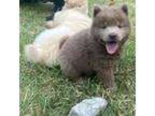 Chow Chow Puppy for sale in Medford, NY, USA
