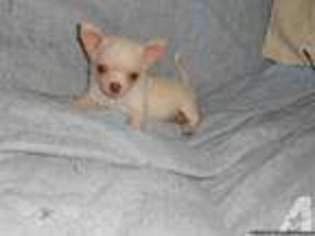 Chihuahua Puppy for sale in FOLSOM, LA, USA