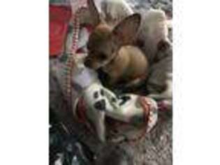 Chihuahua Puppy for sale in Pasco, WA, USA
