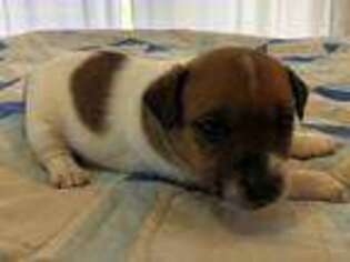 Jack Russell Terrier Puppy for sale in Dorris, CA, USA