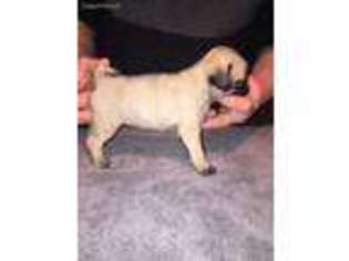Pug Puppy for sale in Ash Grove, MO, USA