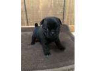 Pug Puppy for sale in Minneapolis, MN, USA