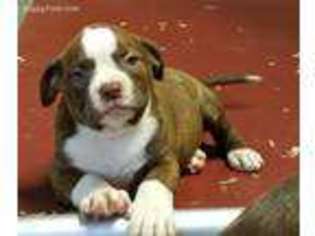 Alapaha Blue Blood Bulldog Puppy for sale in Bloomsburg, PA, USA