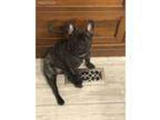 French Bulldog Puppy for sale in Brooks, GA, USA
