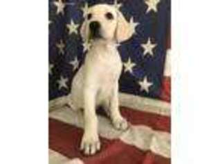 Labrador Retriever Puppy for sale in Bartow, GA, USA