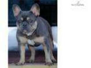 French Bulldog Puppy for sale in Syracuse, NY, USA