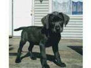 Labrador Retriever Puppy for sale in Mount Sterling, OH, USA