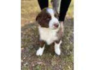 Australian Shepherd Puppy for sale in Ruckersville, VA, USA