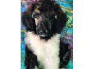 Mutt Puppy for sale in Lothian, MD, USA