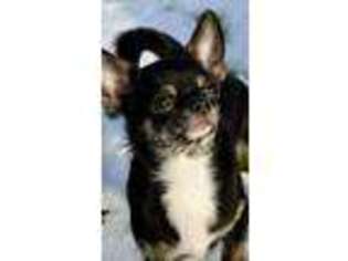 Chihuahua Puppy for sale in Middletown, NJ, USA