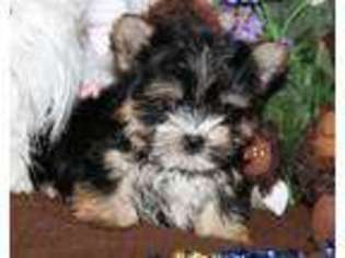 Yorkshire Terrier Puppy for sale in Le Grand, CA, USA