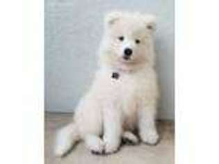Samoyed Puppy for sale in Ava, MO, USA