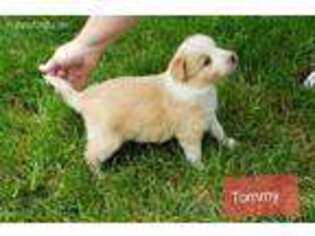 Border Collie Puppy for sale in Flournoy, CA, USA
