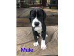 Great Dane Puppy for sale in Salem, OH, USA