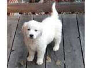 Mutt Puppy for sale in Elliston, VA, USA
