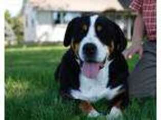 Greater Swiss Mountain Dog Puppy for sale in South English, IA, USA