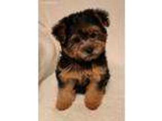 Yorkshire Terrier Puppy for sale in Meigs, GA, USA