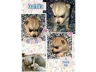 Alaskan Klee Kai Puppy for sale in Clearfield, UT, USA