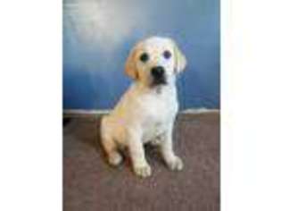 Labrador Retriever Puppy for sale in Williams, AZ, USA