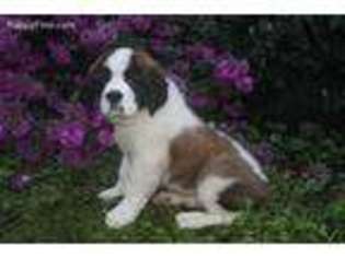Saint Bernard Puppy for sale in Richfield, PA, USA
