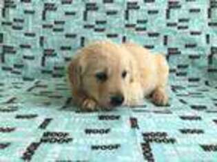 Golden Retriever Puppy for sale in Austin, KY, USA